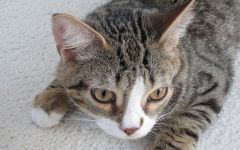 Tapeta Annimals 673.jpg